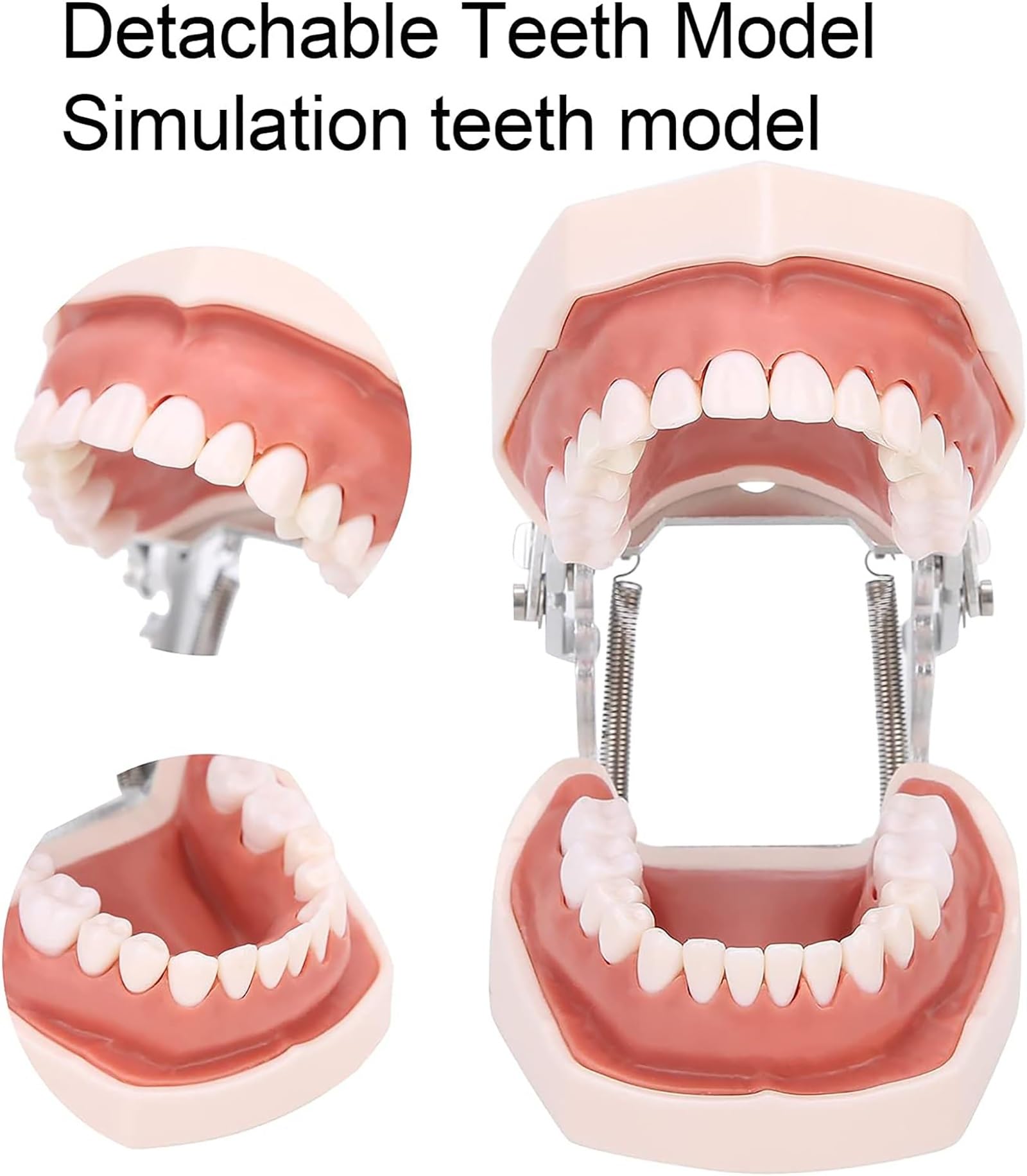 Odłączany model zębów, symulacyjny model zębów dentystycznych, materiały edukacyjne do praktyki dydaktycznej, narzędzie do demonstracji dentystycznej, w zestawie śrubokręt