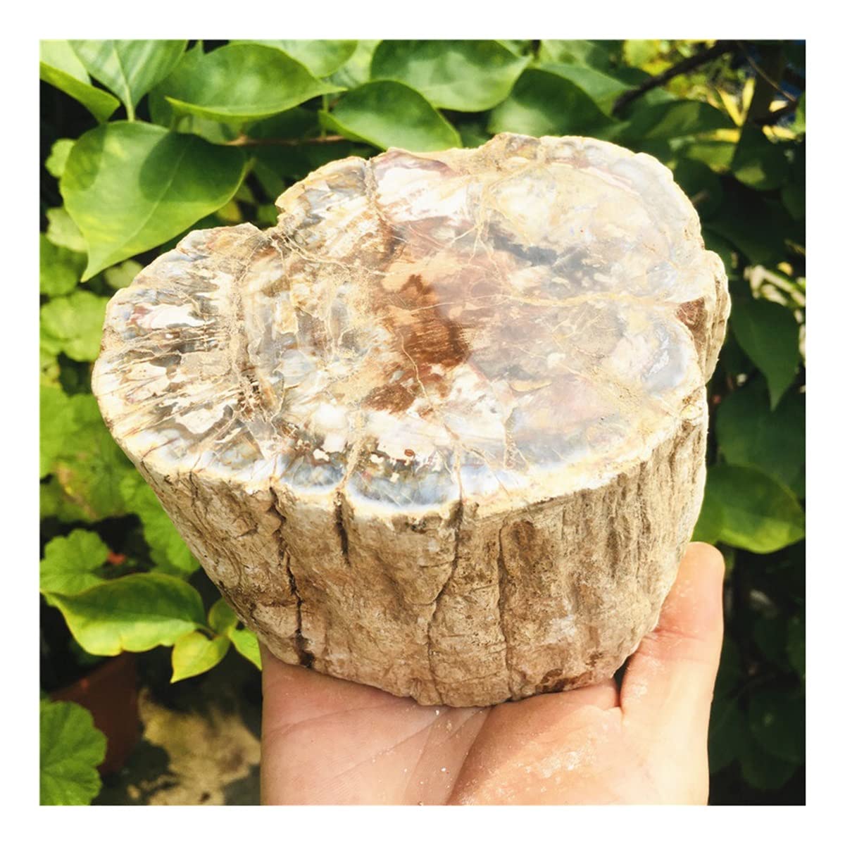 Cristal de madera natural en salón moderno con piedras decorativas de 500g
