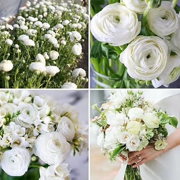30 Ranunculus Bulbs for Fall Planting, Butterfly Ranunculus Corms, Peony Ranunculus Flower Bulbs for Garden, Vibrant Blooms in Spring White Ranunculus