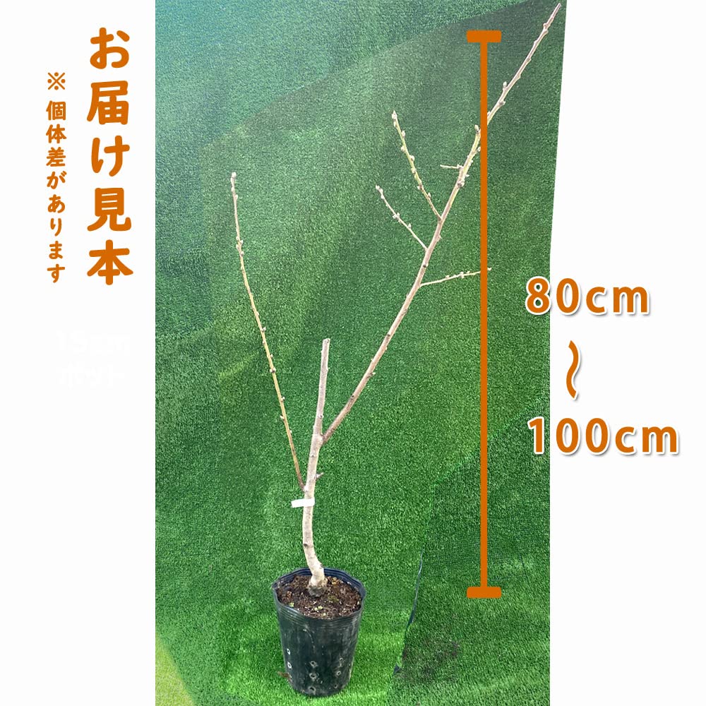 Amazon | 桃 苗 つきかがみ 苗木 果樹 15cmポット 接木 自家結実性