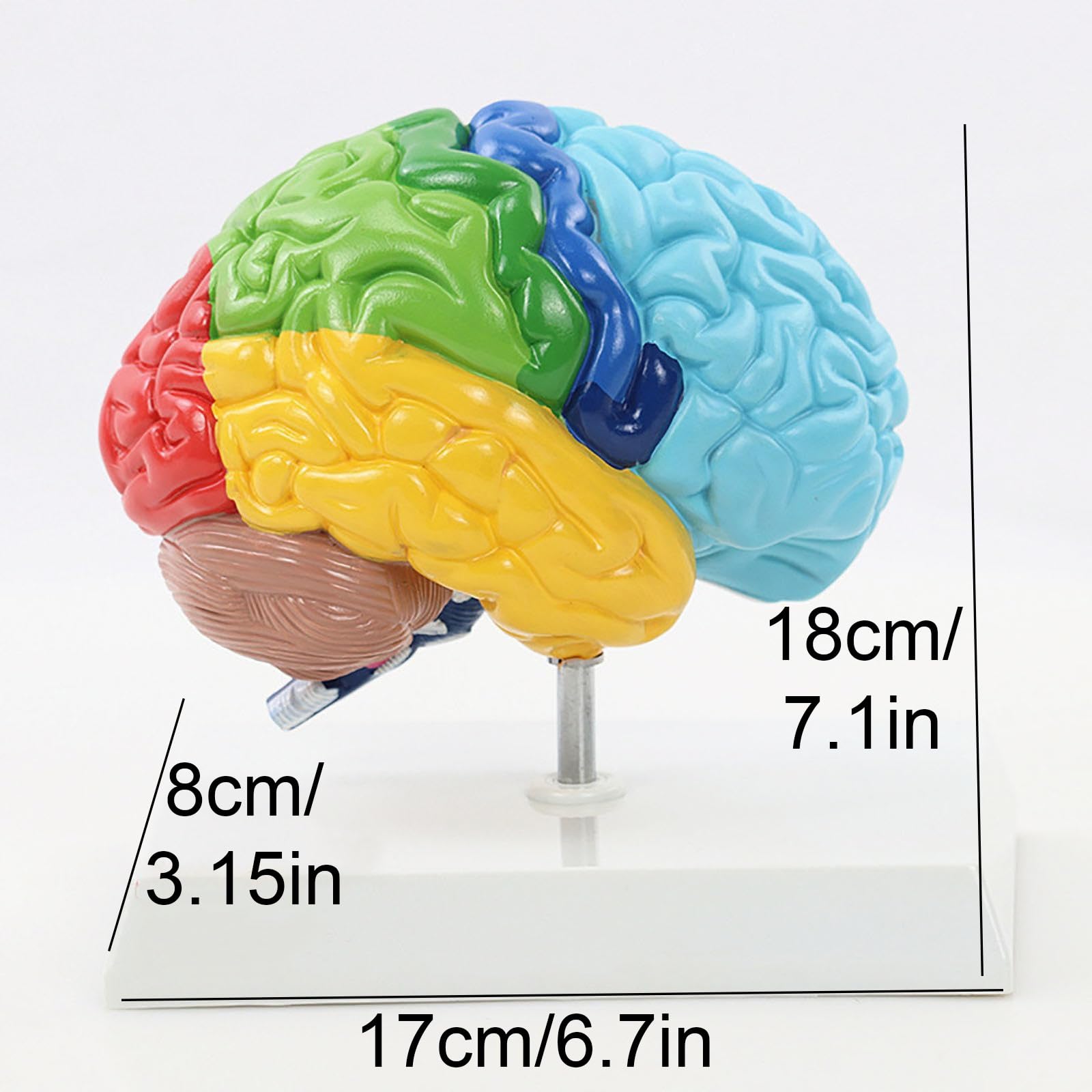 Modelo Anatómico del Hemisferio Derecho 1:1 con Base para Enseñanza | Modelo Cerebro Desmontable para Estudio de Arterias Cerebrales y Herramienta Educativa de Divulgación