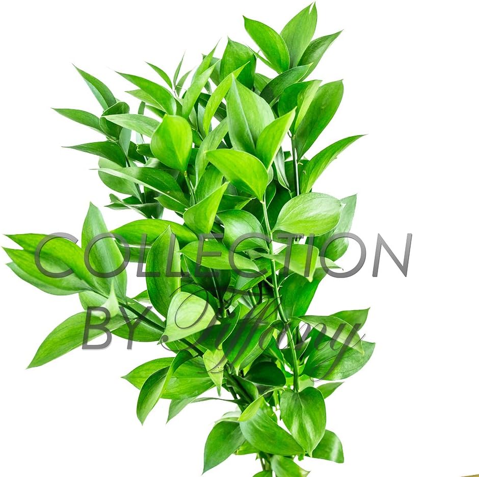 Fresh Ruscus Isreali Greens Great Filler 10stems/Bunch Wedding Event Everyday