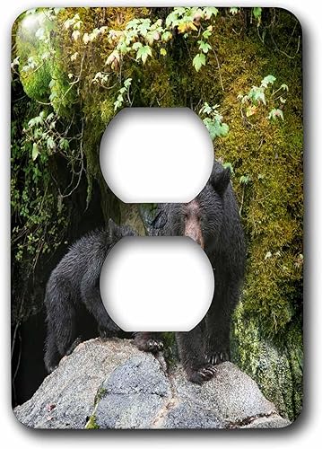 3dRose Black bear cub following its mama at Anan Creek. - Light Switch Covers (lsp-380596-6)