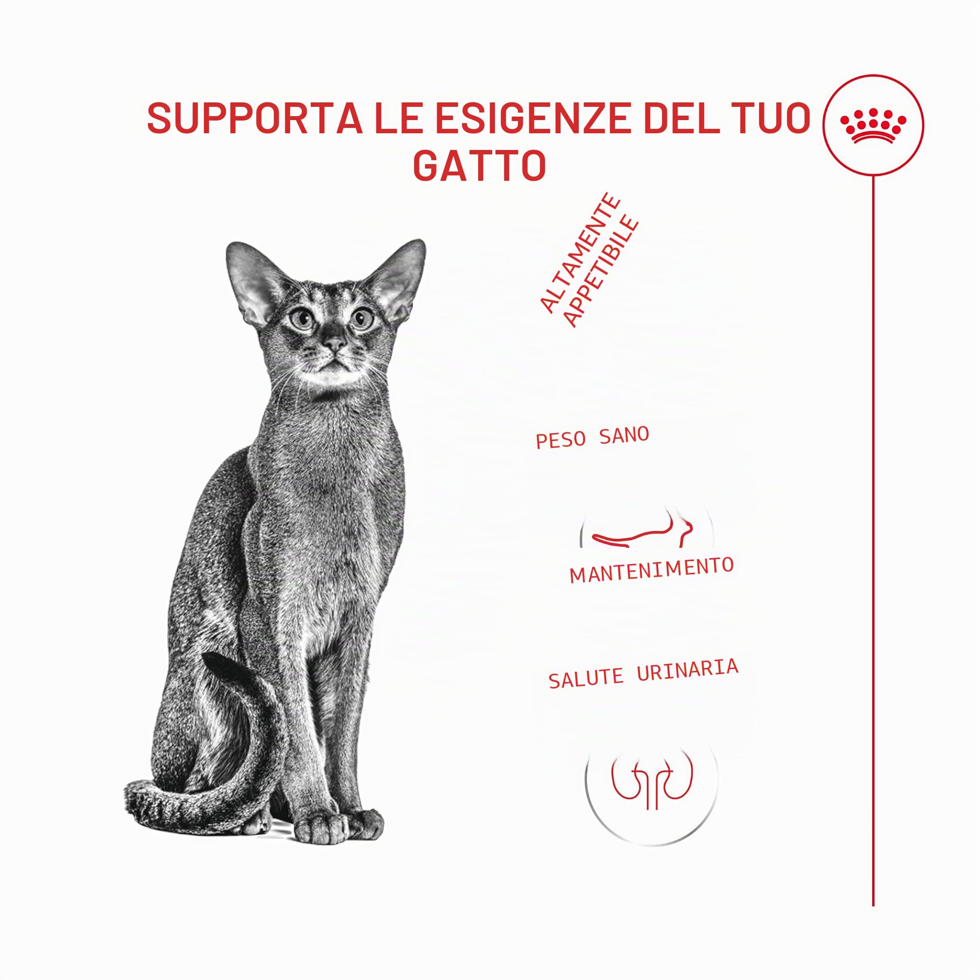 Royal Canin Fussy Exigent | 4 kg | Alimento completo per gatti adulti esigenti | Combinazione di aromi e forma speciale delle crocchette | Ricco di proteine