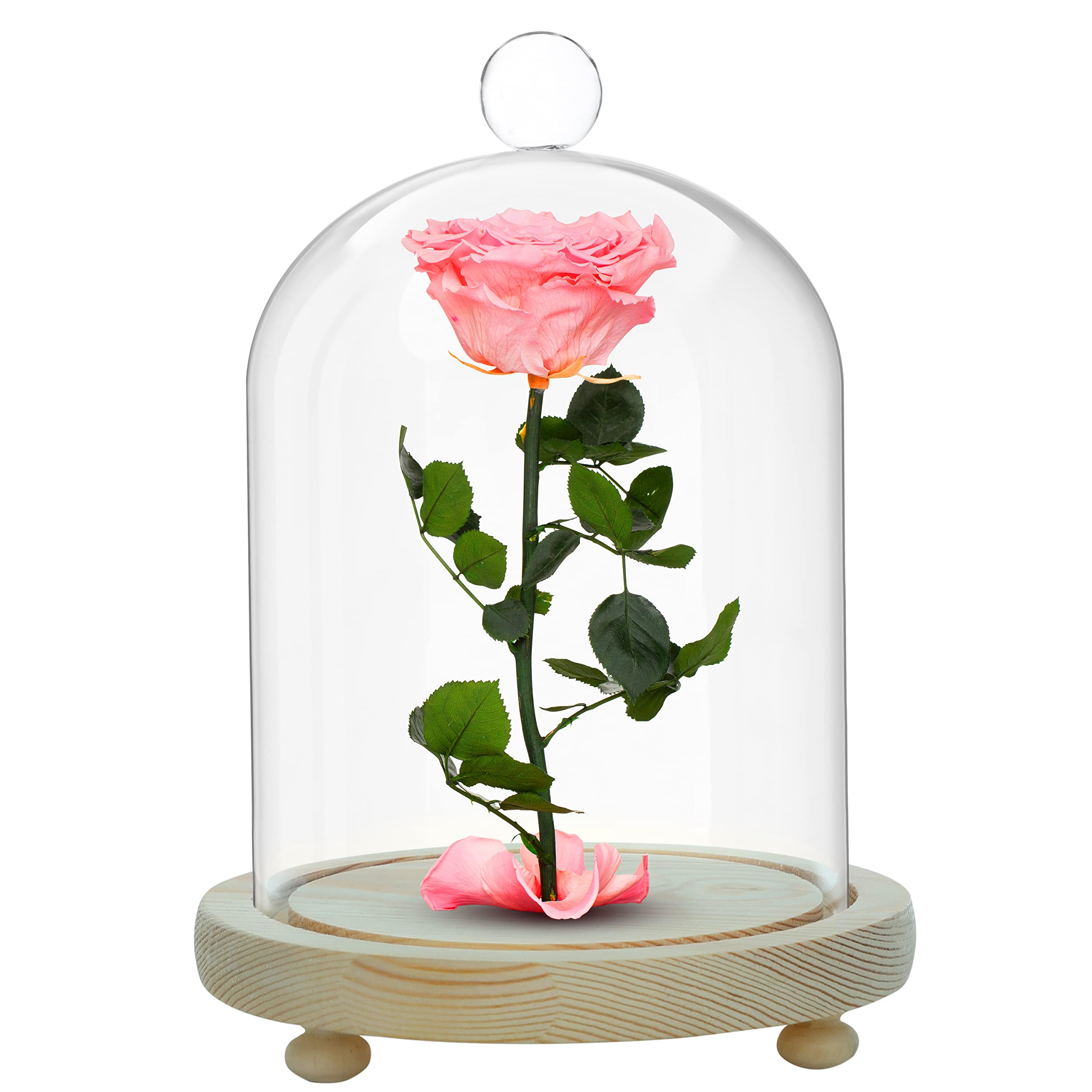 ABOUT SPACE Mini Glass Dome Bell Jar with Wooden Base - 8" Clear Decorative Cloche with Round Shaped Handle for Tabletop Centrepieces Display Home Décor