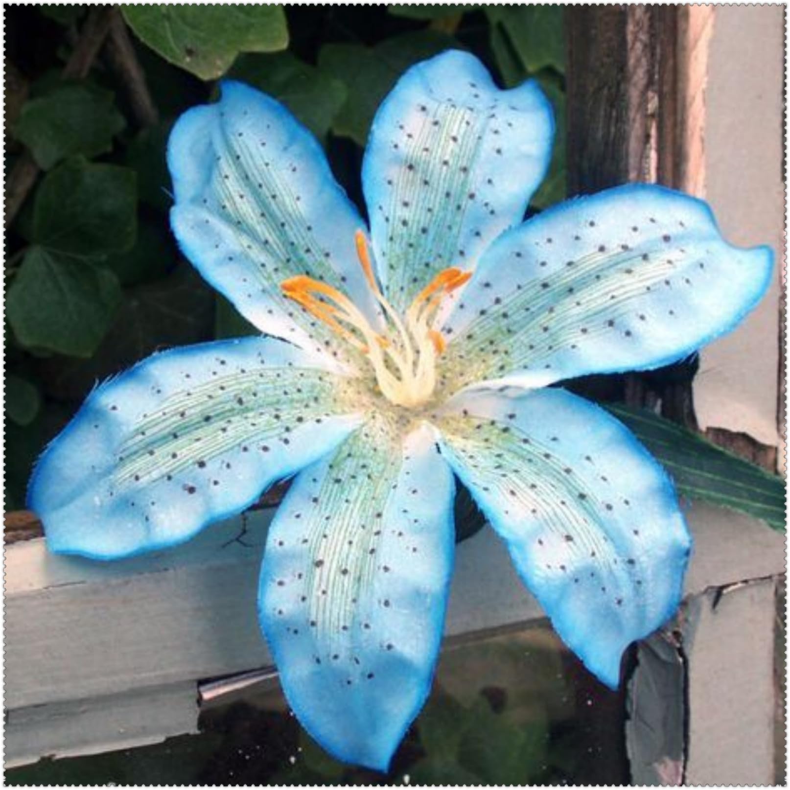 Ideale Seltene Lilium/Lilien/üBerraschend Wachsend/Lange BlüTezeit/Kältefeste Gartenoase/Gartende Seltene-10 Lilienzwiebeln-A