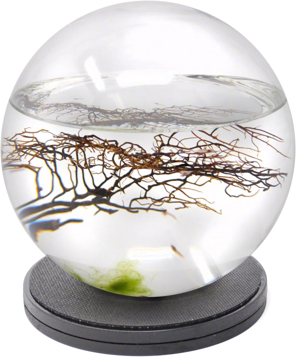 EcoSphere Closed Aquatic Ecosystem, Large Sphere, with Turntable Base