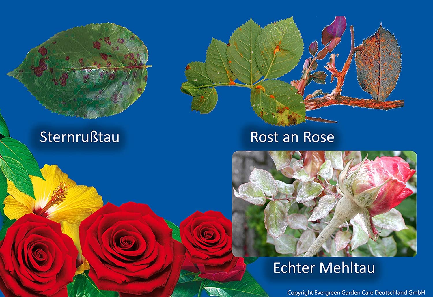 Substral Celaflor Combi-Rosenspritzmittel, 1x15+2x4ml, Rundumschutz für Rosen, gegen Schädlinge und Pilzkrankheiten