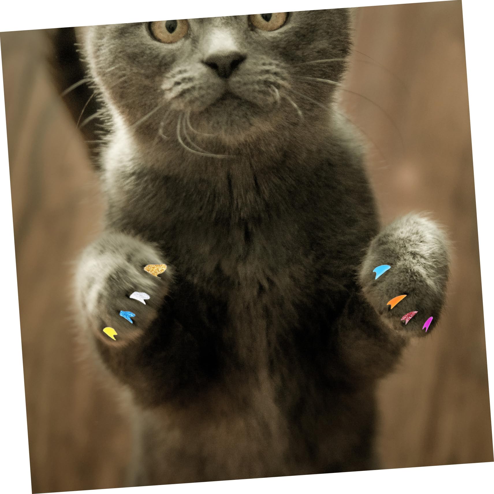 Kisangel Lot de 480 Griffes pour Animaux De Compagnie Pattes pour Chats Griffes De Chat Pattes De Griffes pour Chatons Pointes D'Ongles pour Chat Enveloppes D'Ongles pour Chaton
