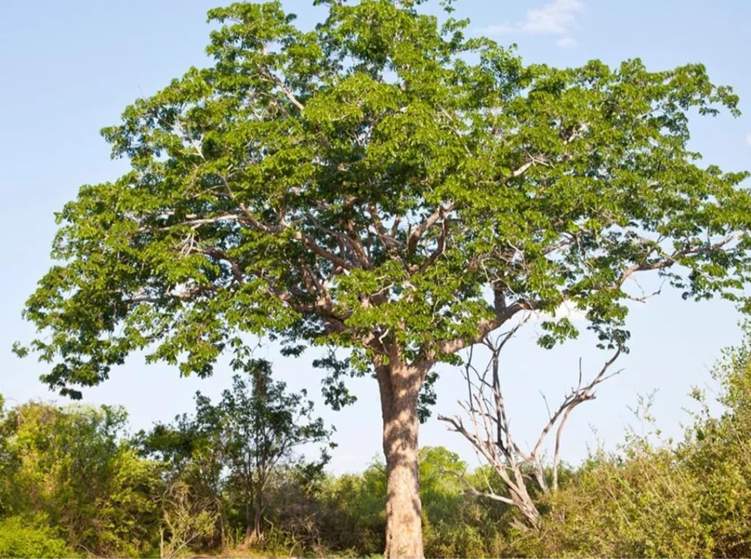 Linaa African Mahogany Live Plant 1 (Big Leaf Mahogany, Swetania Mahogany) for Planting (B0B6JHTCYL) Amazon Price History, Amazon Price Tracker