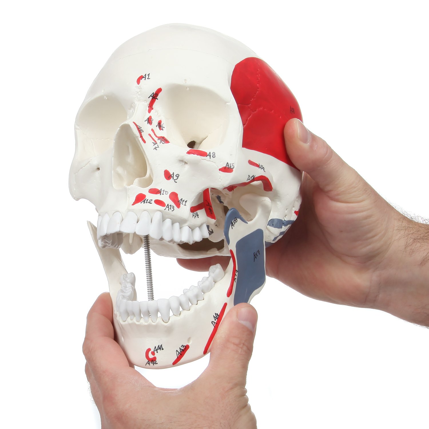 Axis Scientific Life Size 3-Part Painted and Numbered Human Skull