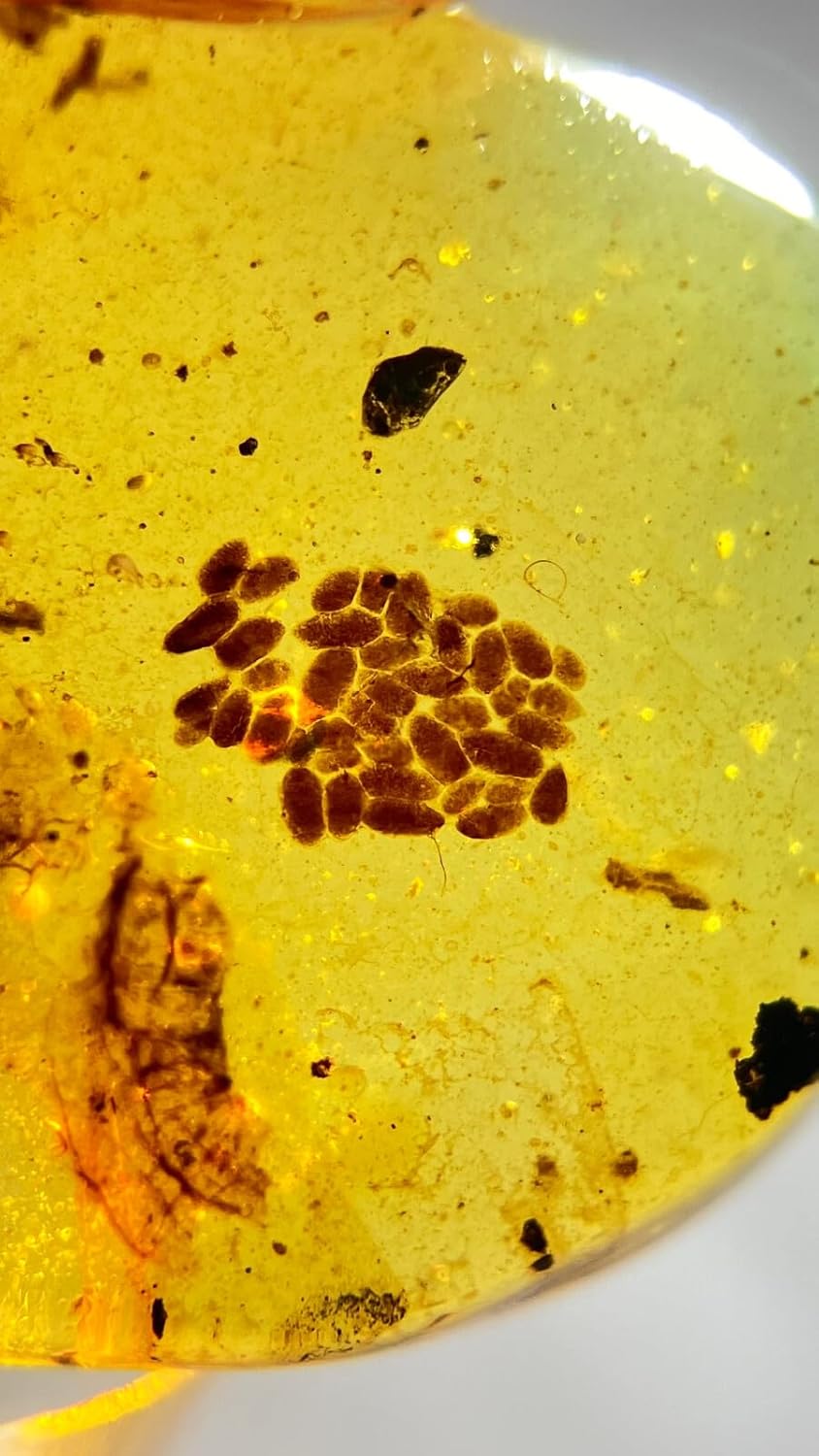 Burmese burmite Cretaceous A Litter of Animal Eggs Insect Fossil Amber Myanmar