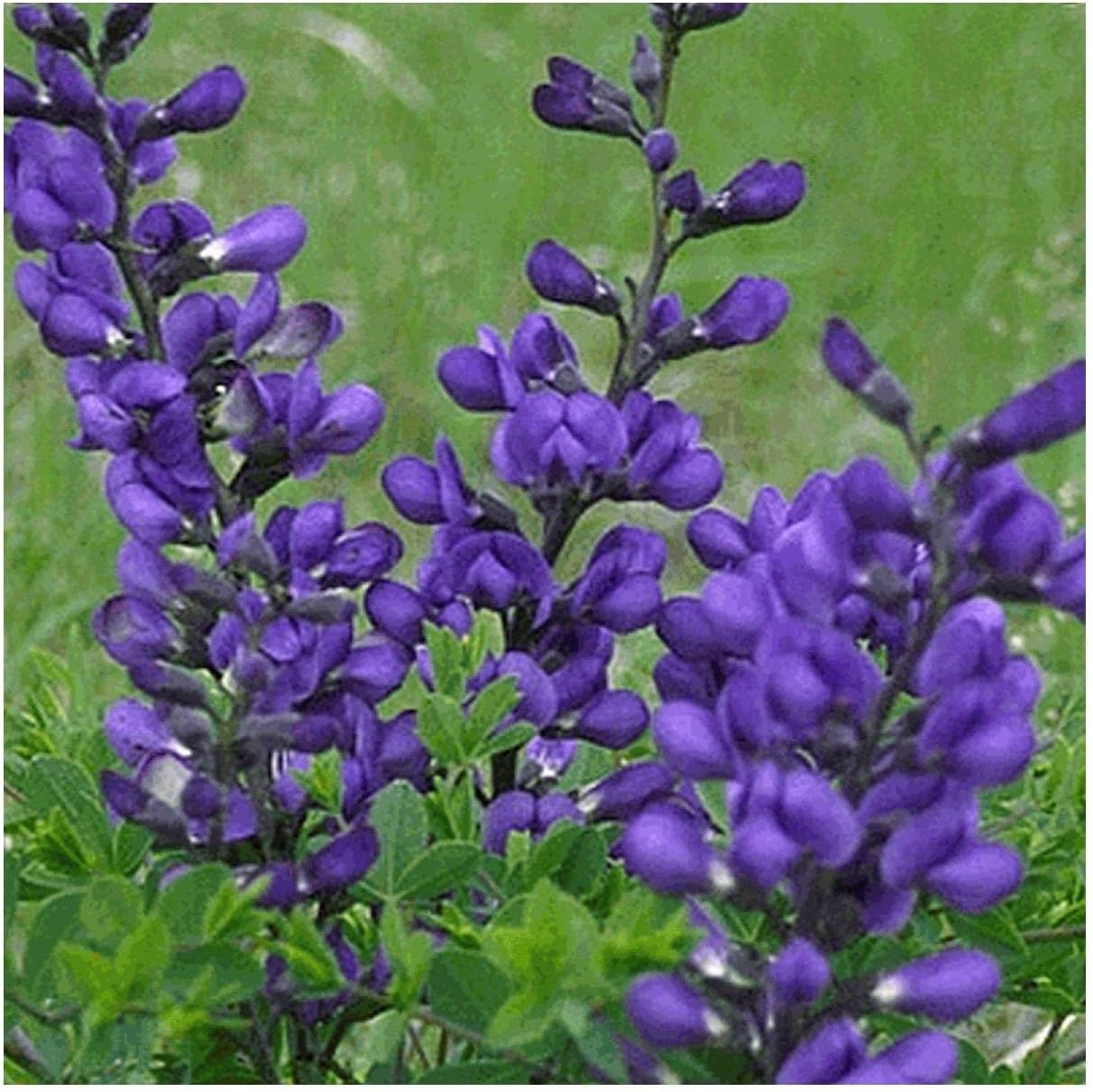Everwilde Farms - 1/4 Lb Dwarf Blue Indigo Native Wildflower Seeds - Gold Vault