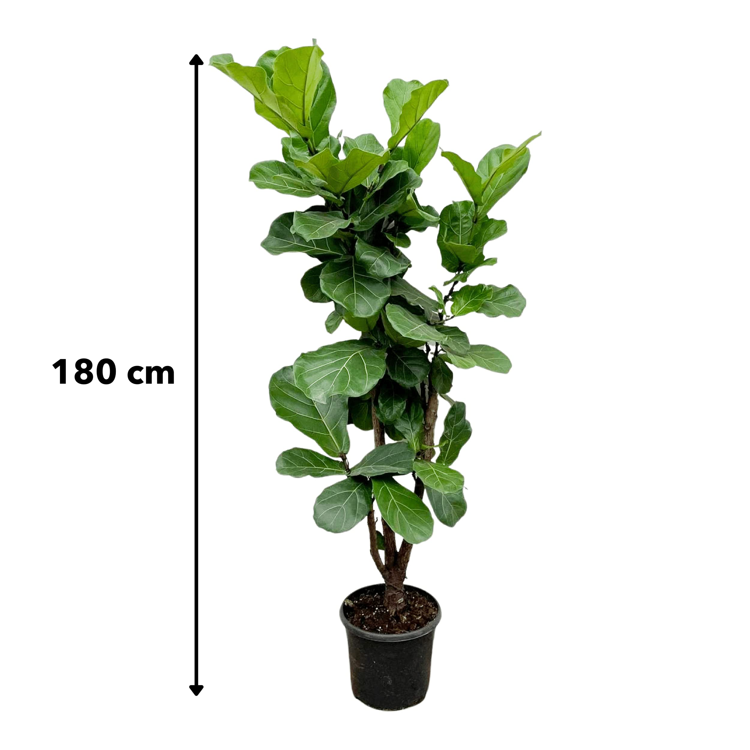 Grnpflanze - Geigenfeige (Ficus Lyrata) mit bertopf - Hhe: 180 cm - von  Botanicly : Amazon.de: Garten