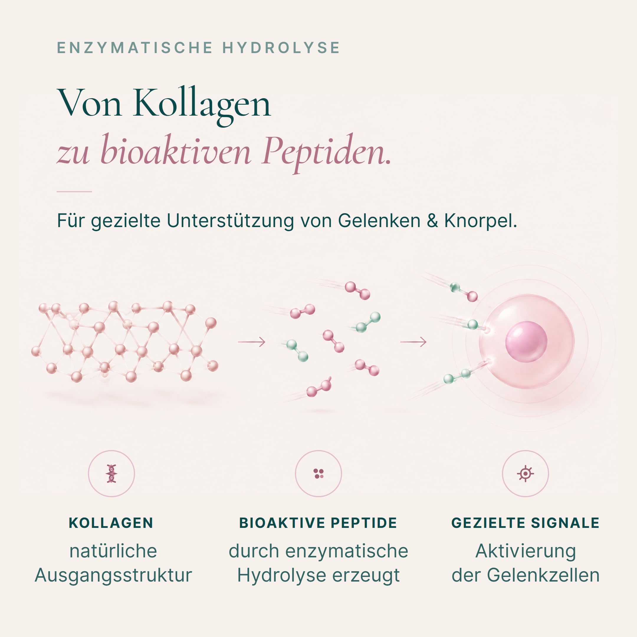 Kollagen Institut Polvo de colágeno para articulaciones – Alta dosis de péptido de colágeno, 3 unidades, tipo 1 Premium bioactivo hidrolizado, para artrosis, dolor articular, cartílago, rodilla,
