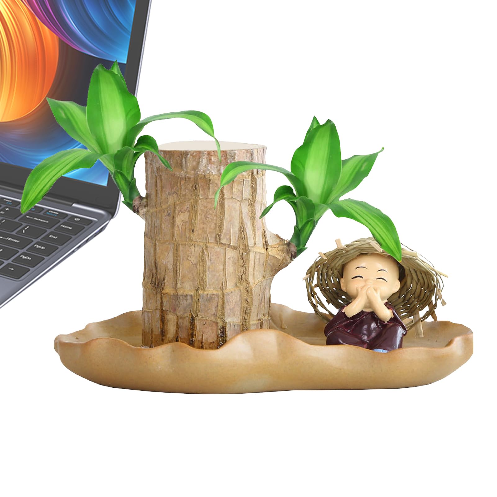 Plante en bois brésilien de table pour végétaliser votre bureau