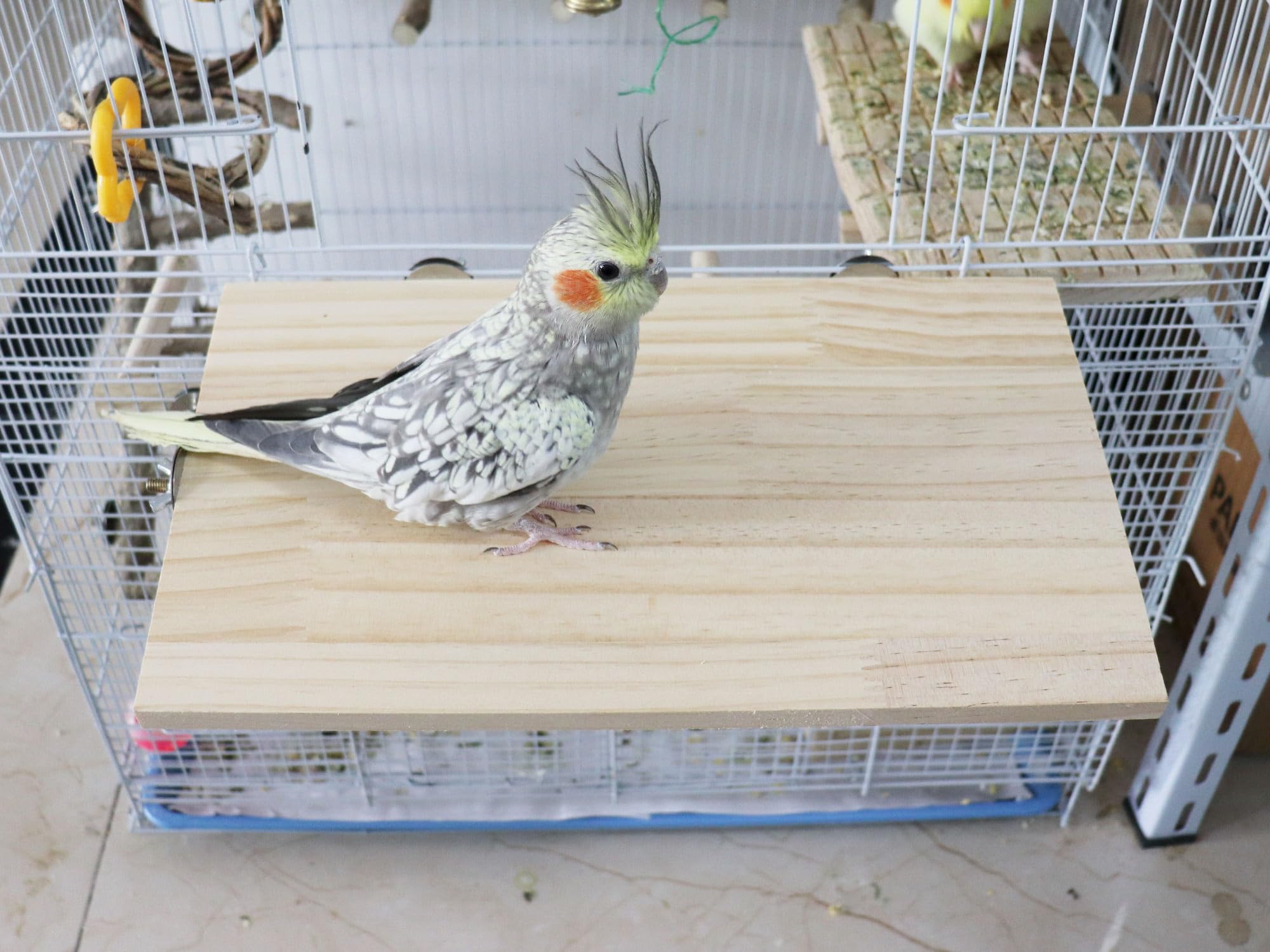 Plateforme Large pour Oiseaux de 34,5 x 20 cm, Perchoir en Bois Naturel pour Animaux de Compagnie, Accessoire de Cage pour Perruches, Cockatiels, Rats, Hamsters, Cochons d'Inde