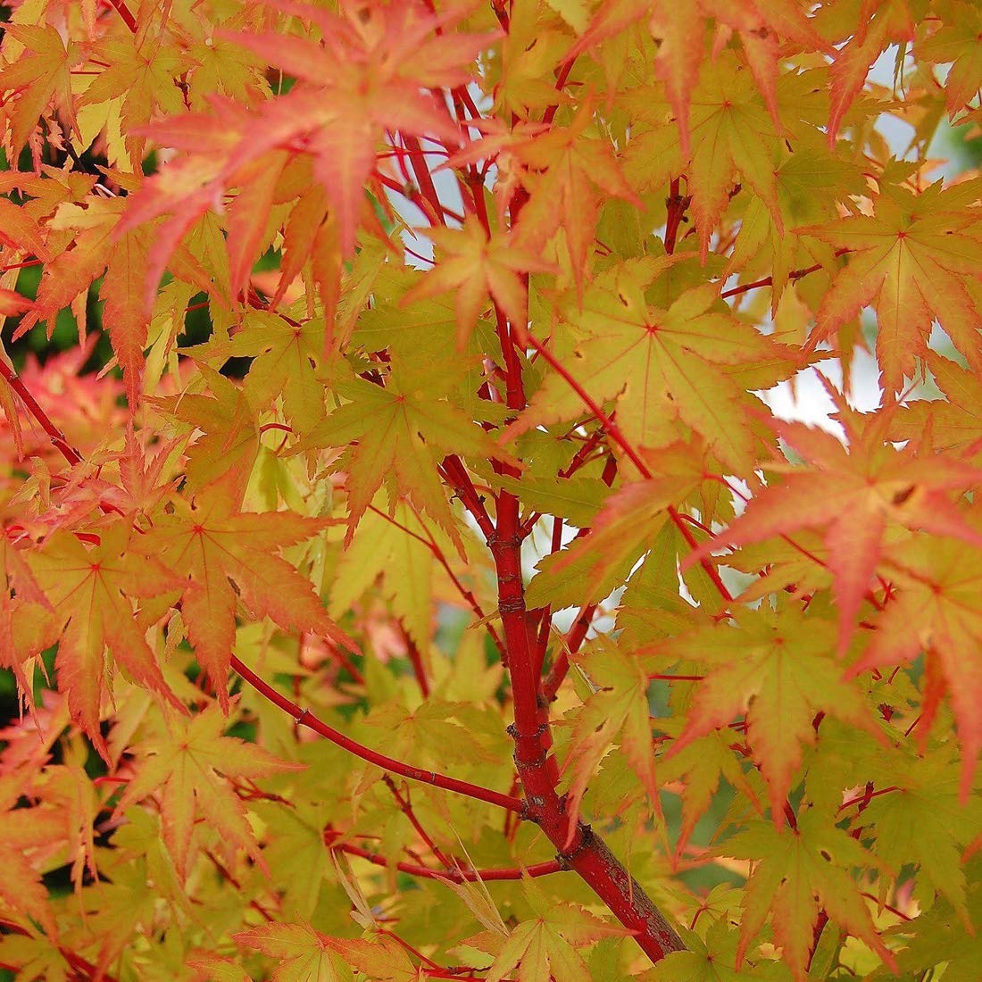 Acer Palmatum 'Sangokaku' (= 'Senkaki')- Petit érable du Japon 50-​60 cm en conteneur