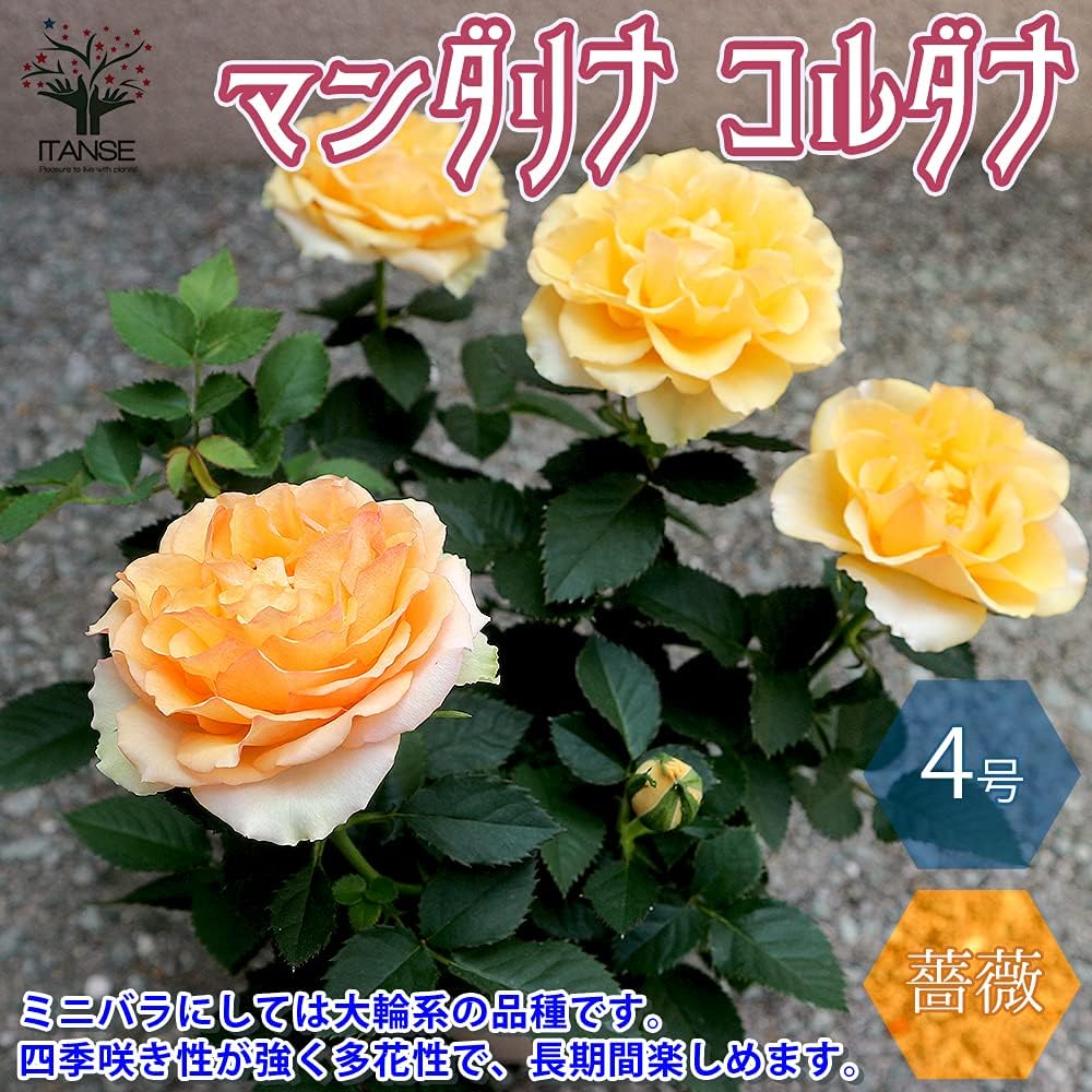 Amazon Co Jp マンダリナ コルダナ ミニバラ 4号鉢 品種で選べる薔薇苗 1個売り 学名 Rosa Hybrids バラ科バラ属 耐寒性落葉低木 花木 特徴 花径6 7cm 花色 アプリコット 咲き始めはオレンジで 開花が進むと平咲きになりアプリコットになり やがてベージュと Amazon Co Jp マンダリナ コルダナ ミニバラ 4号鉢 品種で選べる薔薇苗 1個売り 学名 Rosa Hybrids バラ科バラ属 耐寒性落葉低木 花木 特徴 花径6 7cm 花色 アプリコット 咲き始めはオレンジで 開花が進むと平咲きになりアプリコットになり やがてベージュと