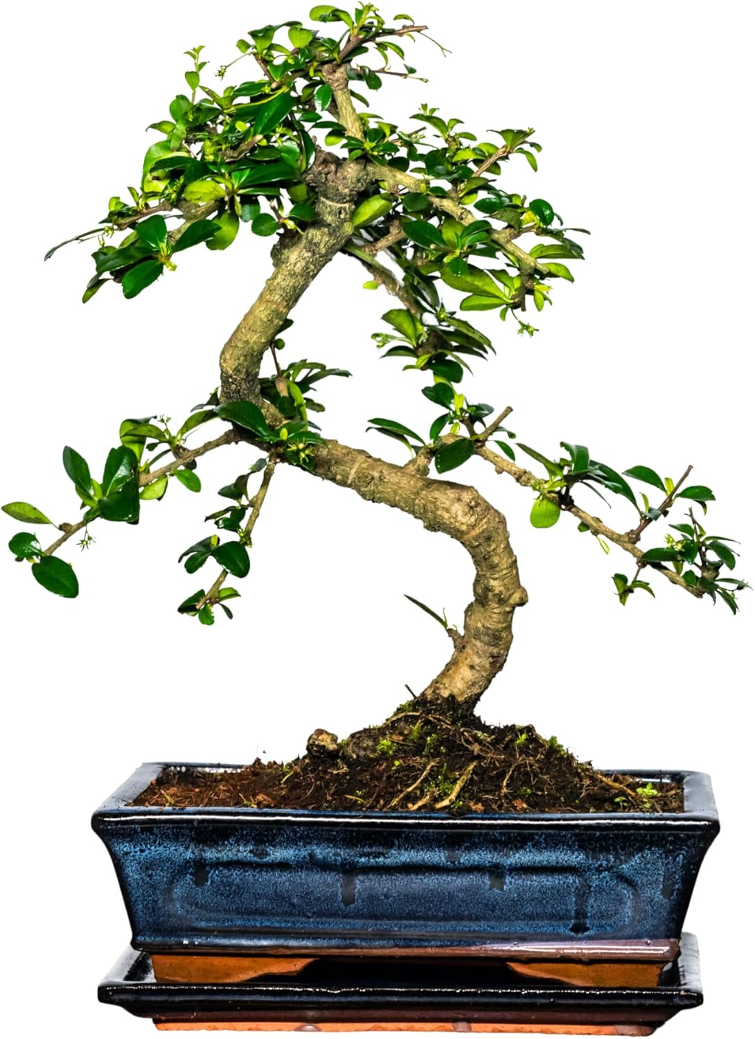 Bonsai Baum mit Keramik Blumentopf Ligustrum, Ficus, Carmona