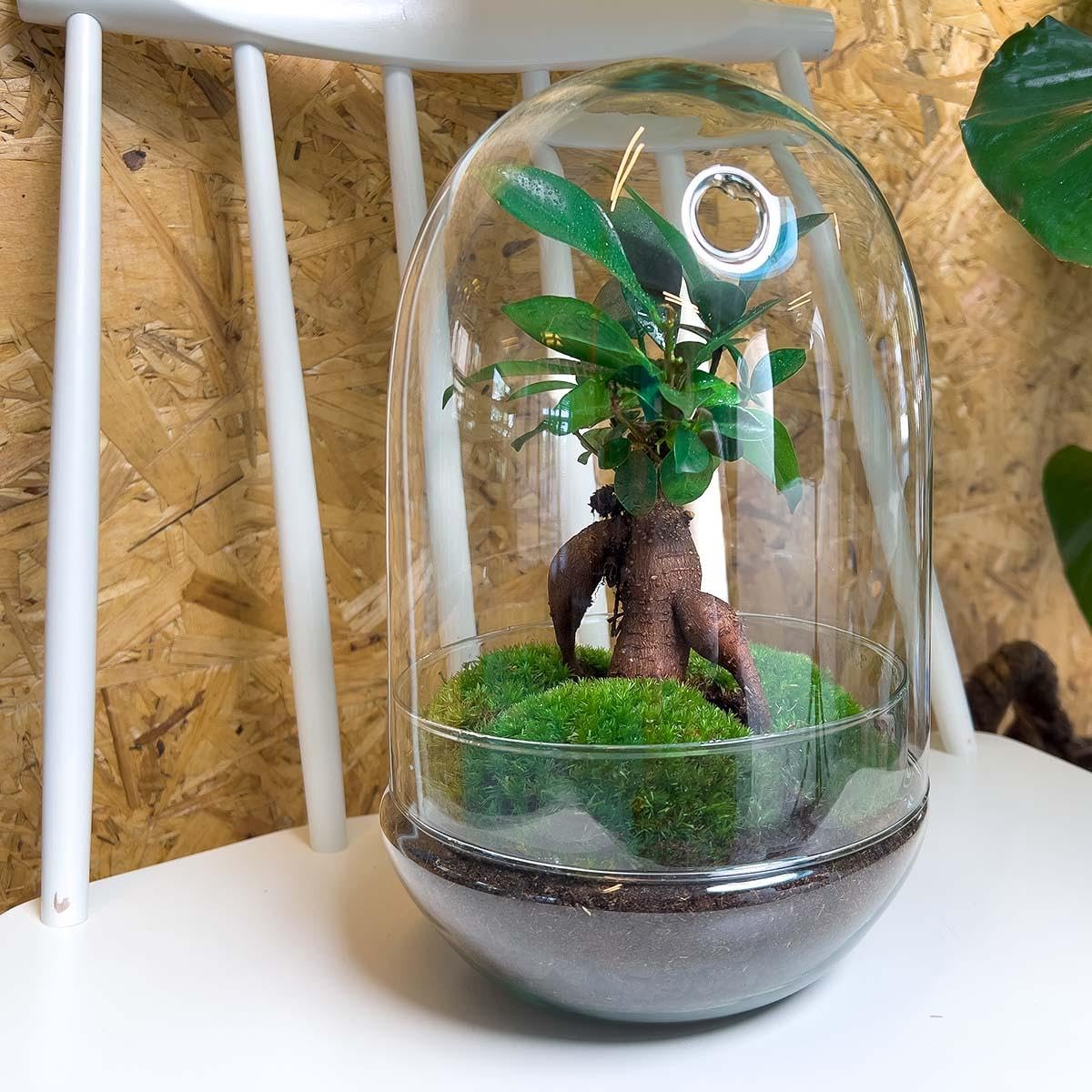 Terrario de Plantas • Huevo XL Bonsai • Huevo de Cristal Ecosystem • ↑ 30 cm