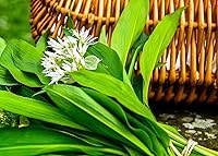 Vista 5 de Wild Garlic Ramsons Buckrams Wild Onion 40 semillas sin OMG para plantar