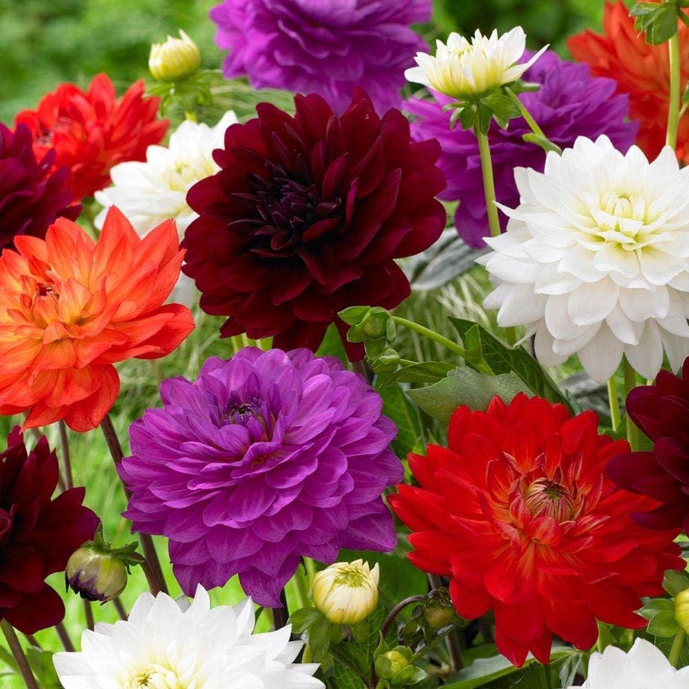 Leafy Tales Dahlia- Flower Seeds For Balcony Gardening, 100 Seeds