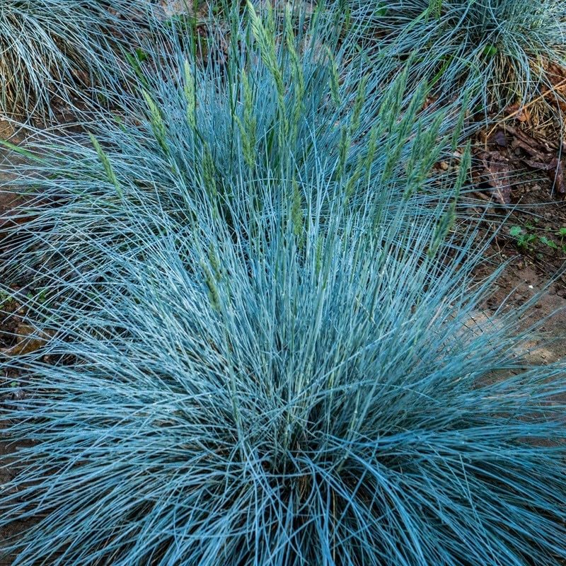40pz Pianta Festuca Glauca