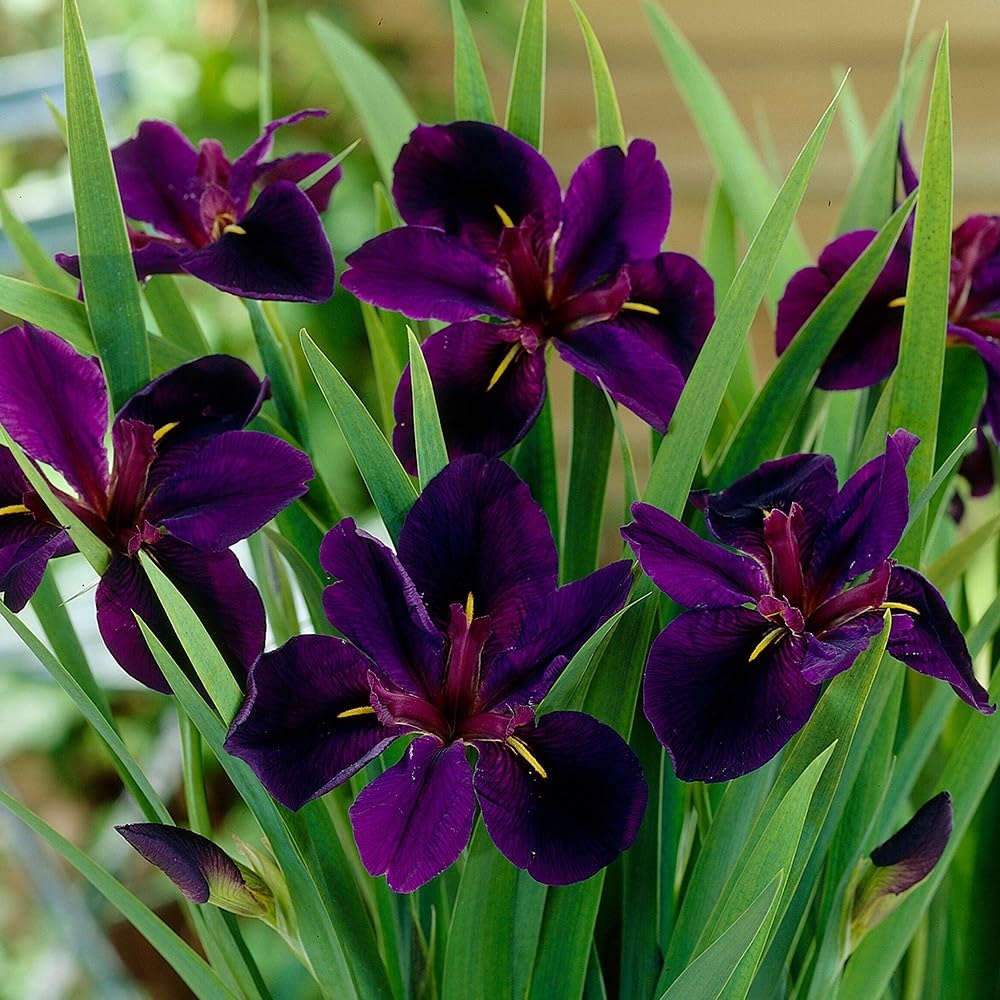 Plant Theory 1 Litre Aquatic Pot Iris Black Gamecock Water Iris Pond Plants