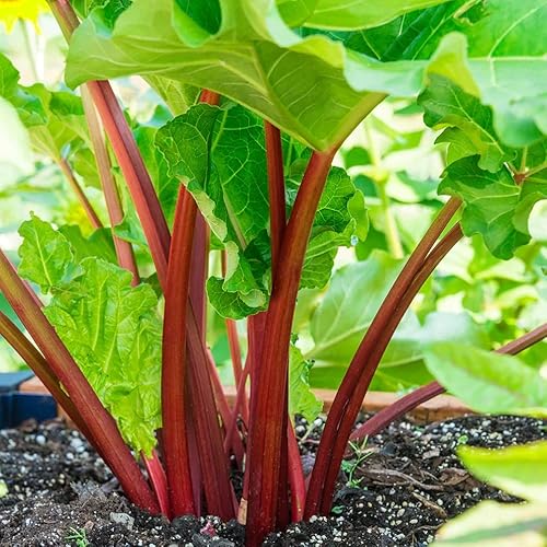 Votaniki XXL Victoria Rhubarb Crown - Perennial, High Yielding Rhubarb Crown Ready to Plant | Perfect for Home Gardeners - Easy to Grow and Low Maintenance (1 Pack)