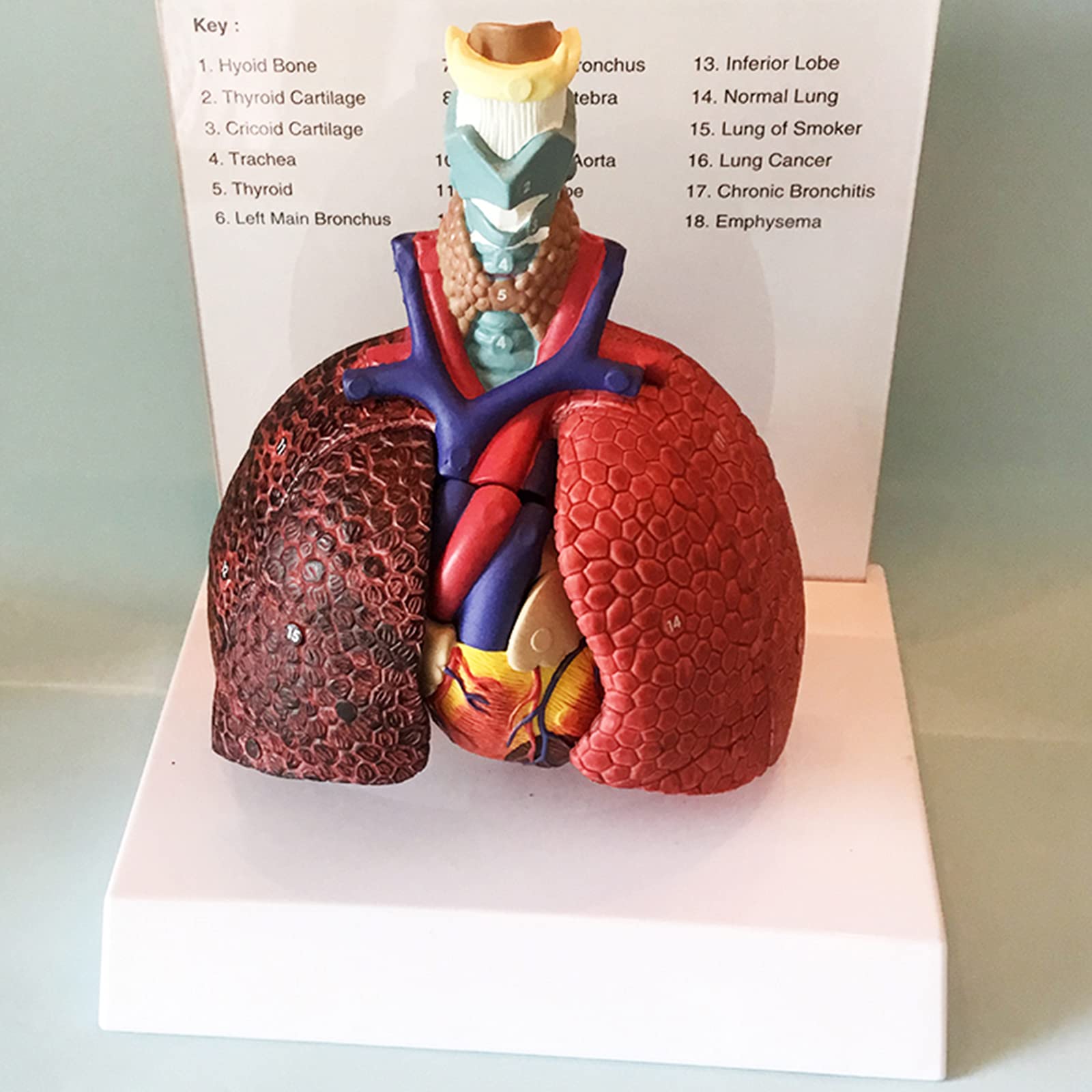 Modelos anatómicos, Modelo de laringe, corazón y pulmón, sistema respiratorio humano, modelos médicos garganta, modelo PVC, apoyo educativo