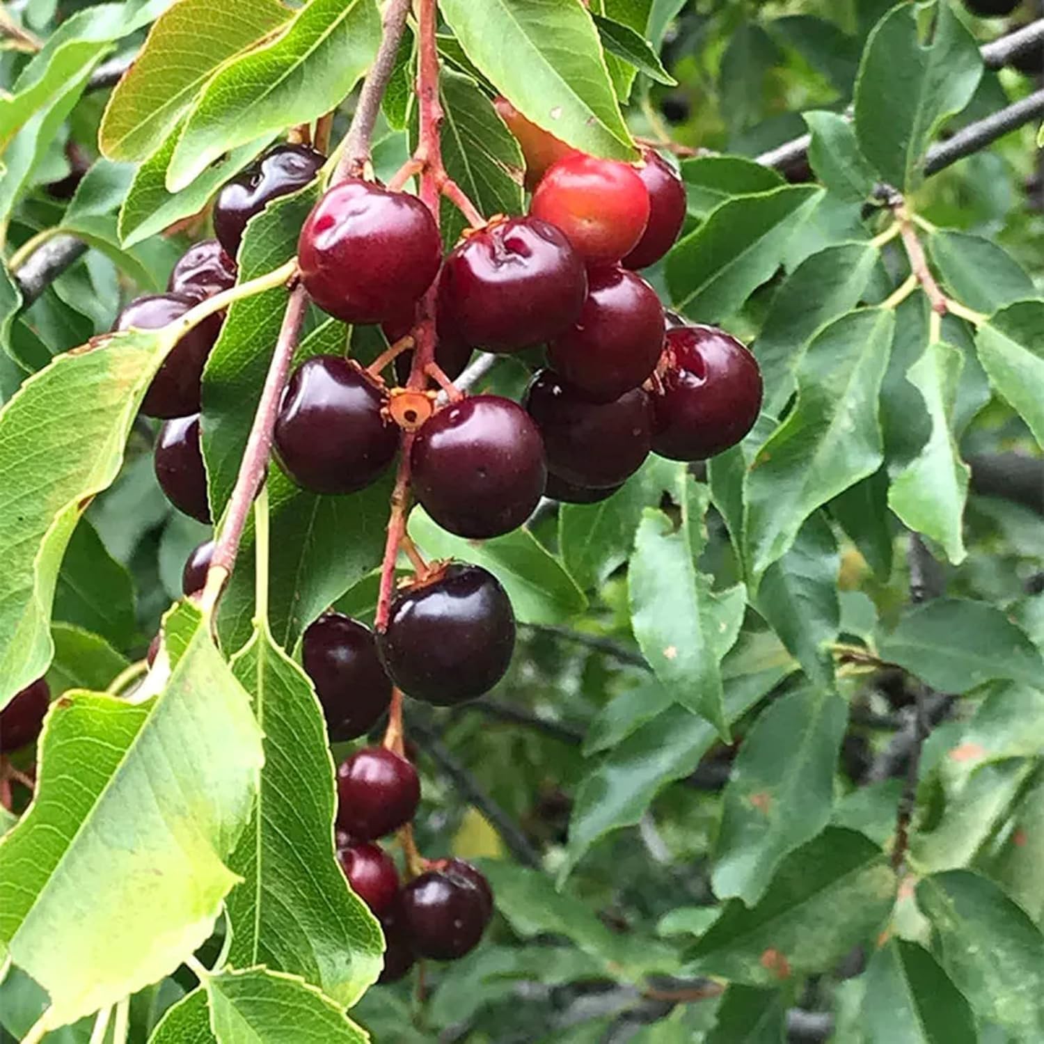 Green Colections Live Dwarf Sweet Cherry Fruit Plant Barbados Exotic - Best Fruiting Plant suitable for bonsai Plant comes (1 Healthy Live Fruit Plant) (B0CCLMMVR4) Amazon Price History, Amazon Price Tracker