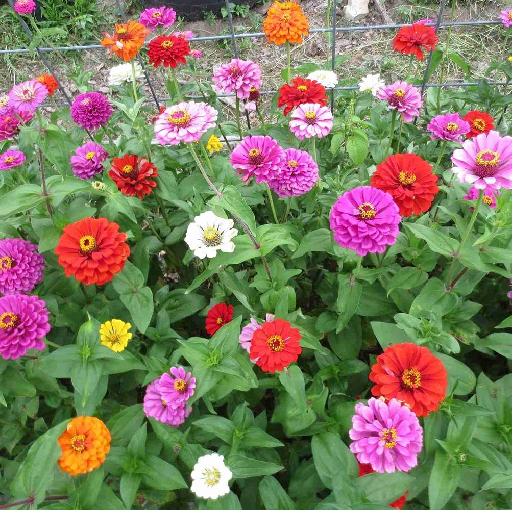 PLANTOGALLERY Flower Seeds | Zinnia Mix Color Flower Seeds For Home Gardening (50 Seeds Pack) (B09B2M71RS) Amazon Price History, Amazon Price Tracker