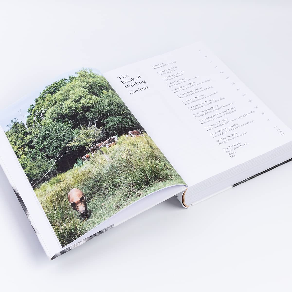 The Book of Wilding: A Practical Guide to Rewilding, Big and Small - Image 4