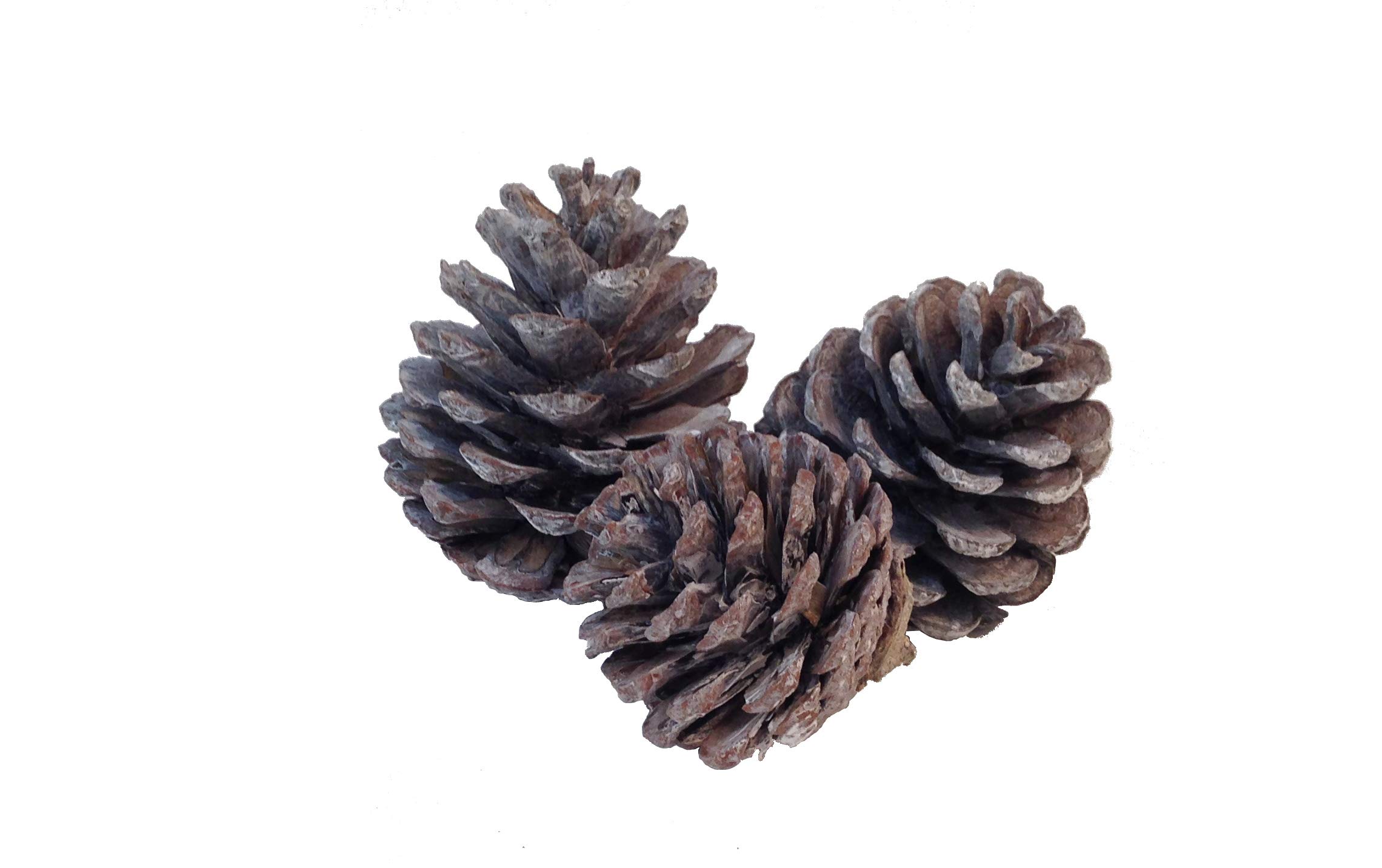 Floralcraft Frosted White, 5-7Cm 1Kg Natural Indian Pine Cones White Frosted 5 To 7Cm Christmas Wreath Garlands Decoration Dried Floral Arrangements