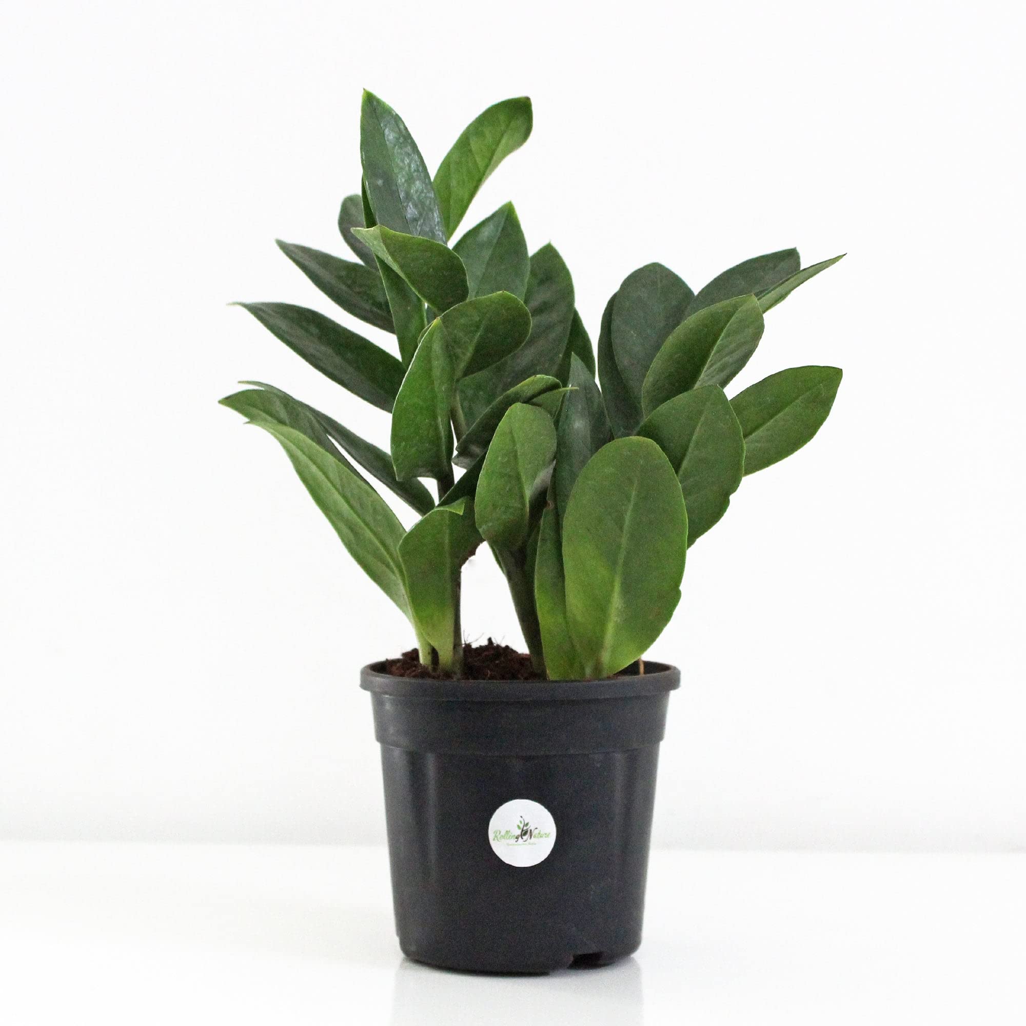 Rolling Nature Air Purifier ZZ Plant (B0C2D9C1Z5) Amazon Price History, Amazon Price Tracker