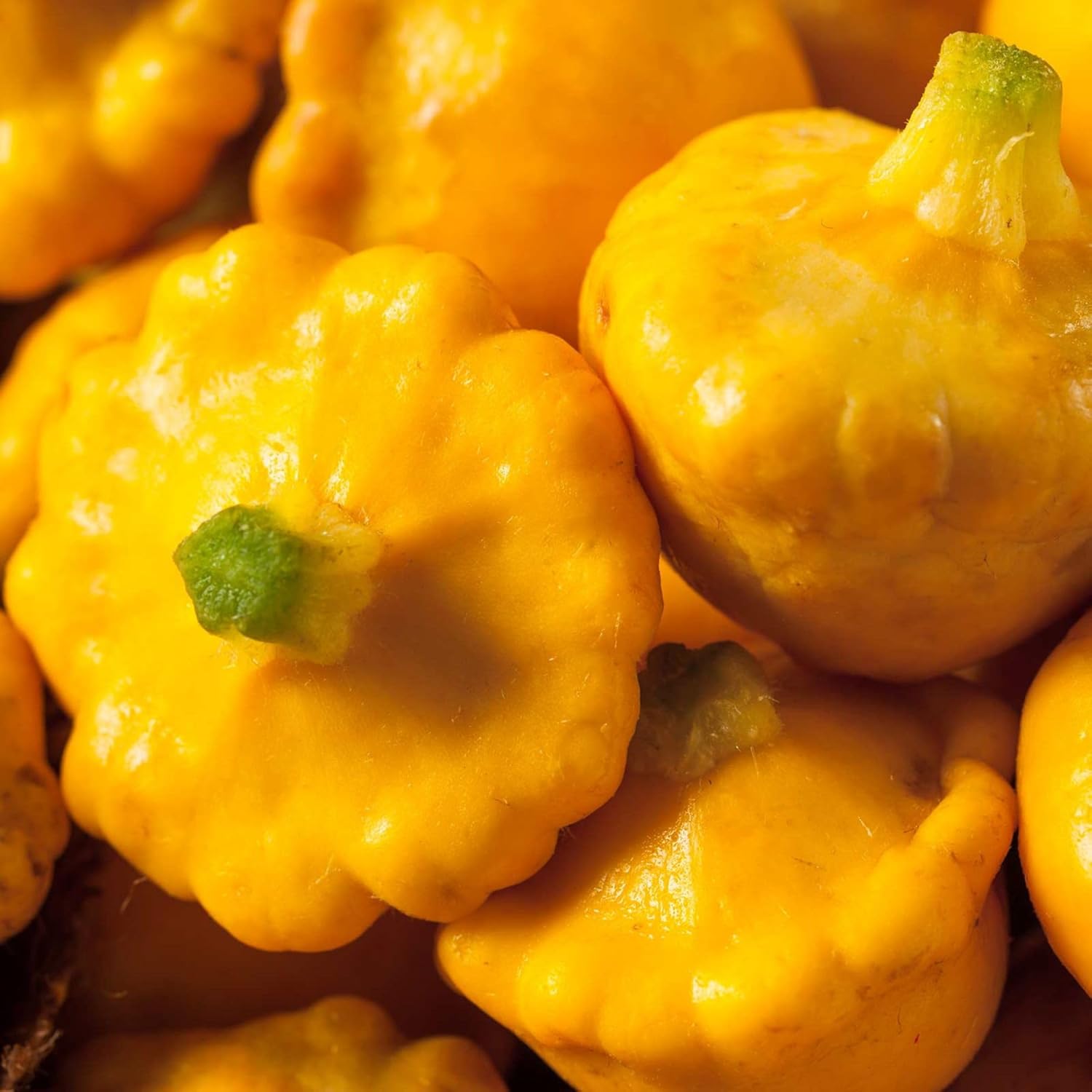 Sunburst Hybrid Summer Squash ~100 Seeds | Non-GMO Pattypan Yellow Scallop | Bush Habit, High-Yield, Nutty Flavor | 50 Days to Maturity | AAS Winner | Heirloom Garden Vegetable Seed