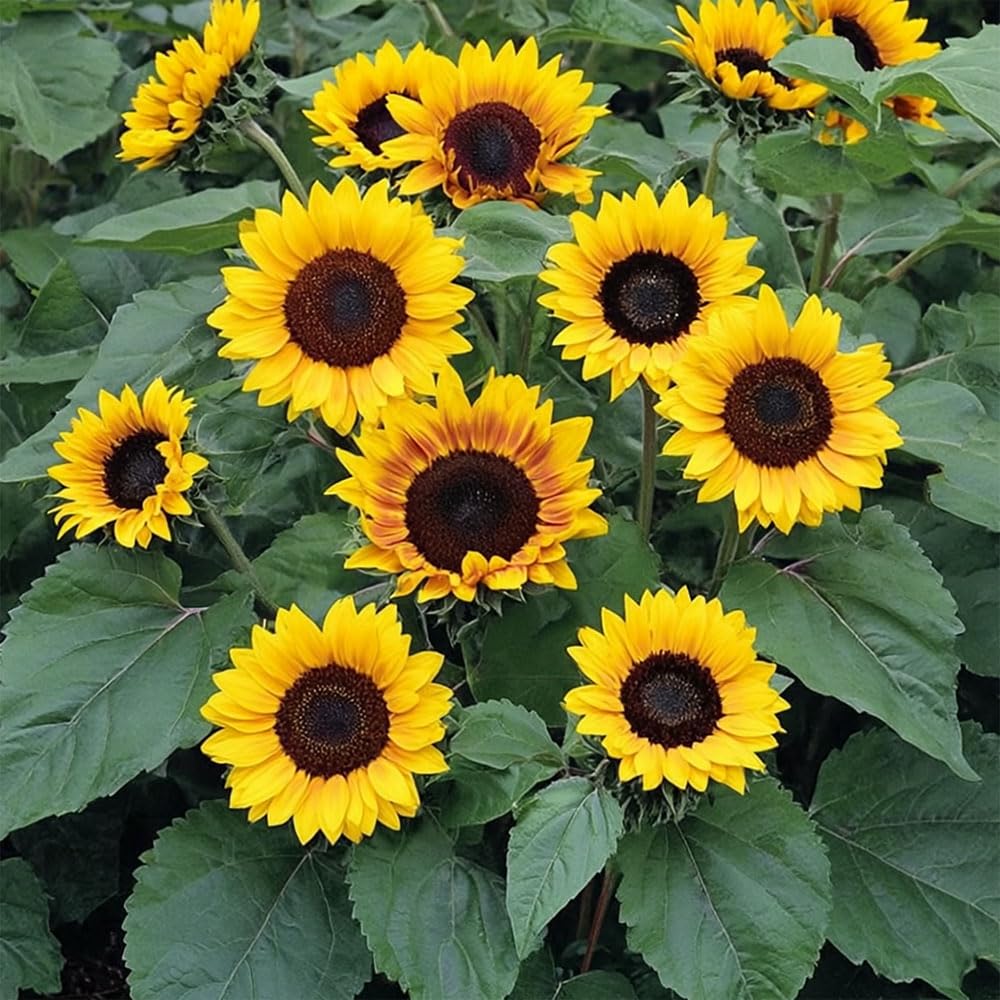 Sunflower Mahogany Bicolour Seeds – Compact, Multi-Headed Variety – RHS Plants for Pollinators – Hardy Annual – for Your Beautiful Garden