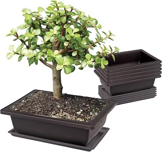6 pieces bonsai training bowls: 23 * 17 * 8cm bonsai training pots with tray, bonsai bowl plastic deep flower pot rectangular planter for gardens courtyards office living room