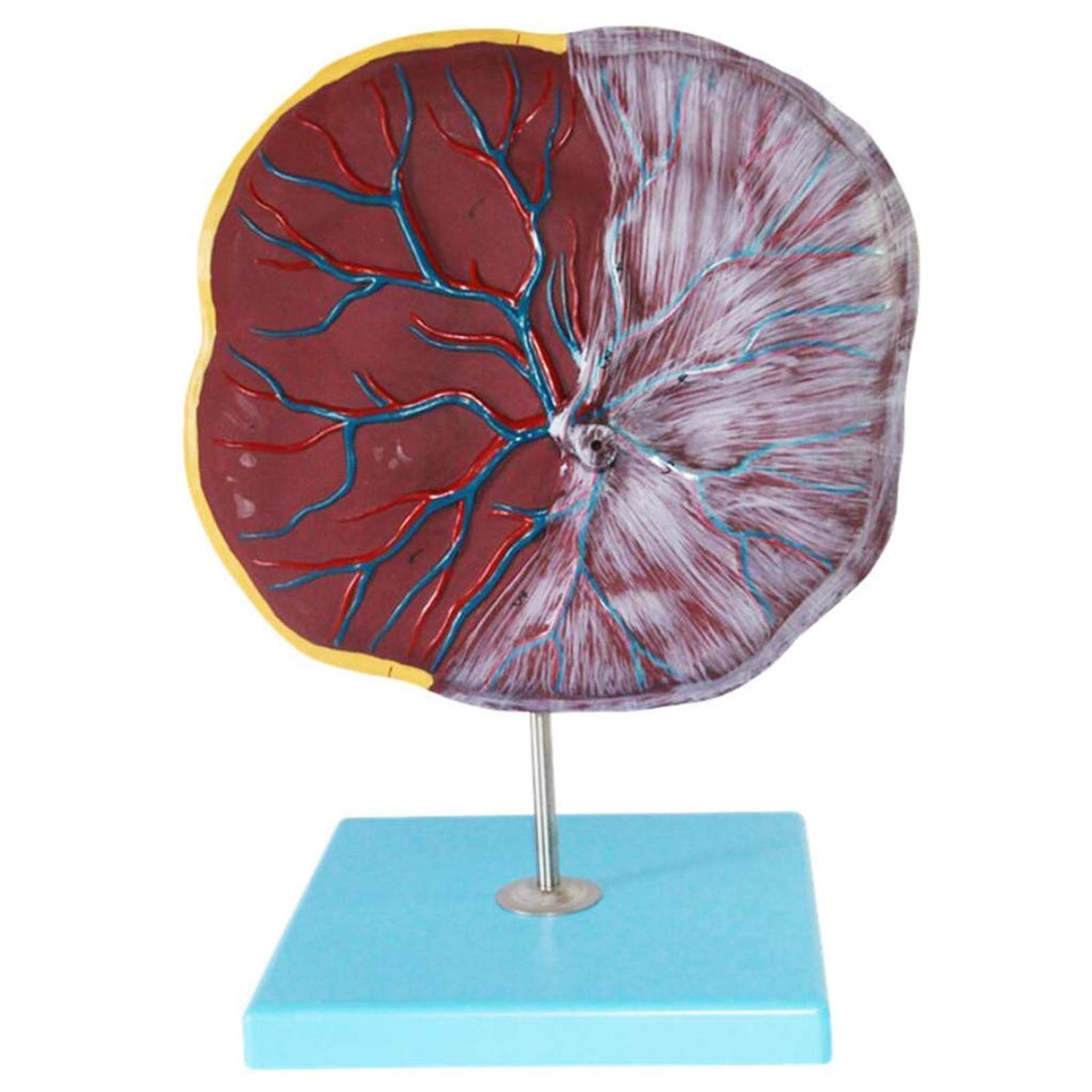 Scientific Human Anatomy - Modelo de placenta y cordón umbilical, equipo médico, modelo de anatomía humana, ayuda de formación educativa médica