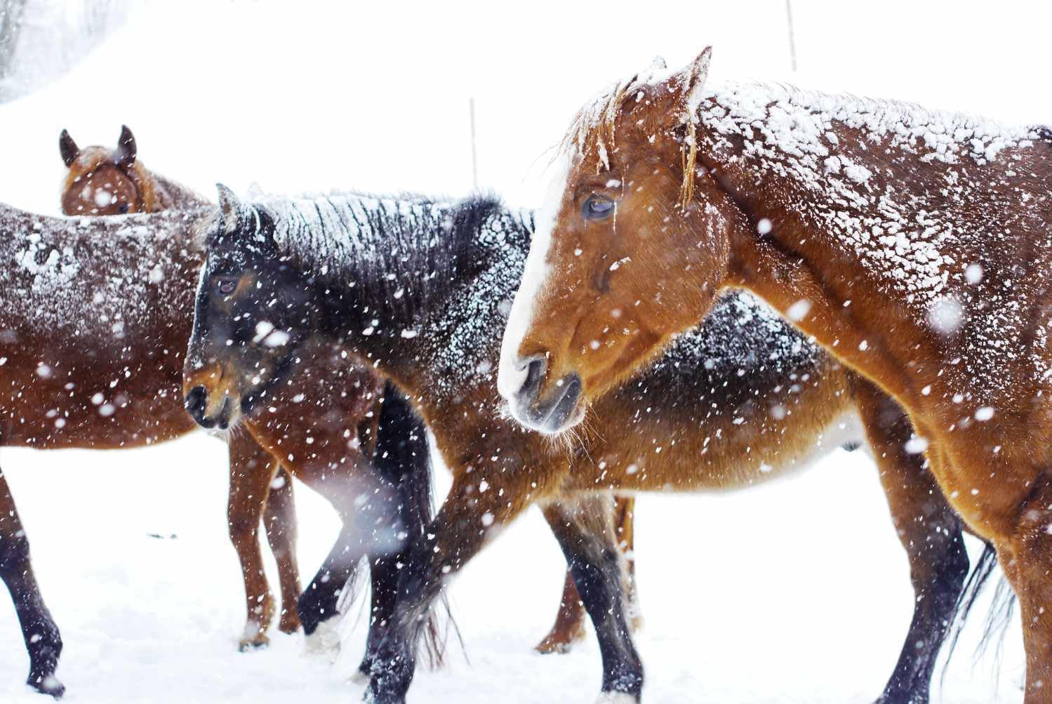 AMKA Bonnet de Noël pour chevaux avec ouverture aux oreilles Rouge/blanc