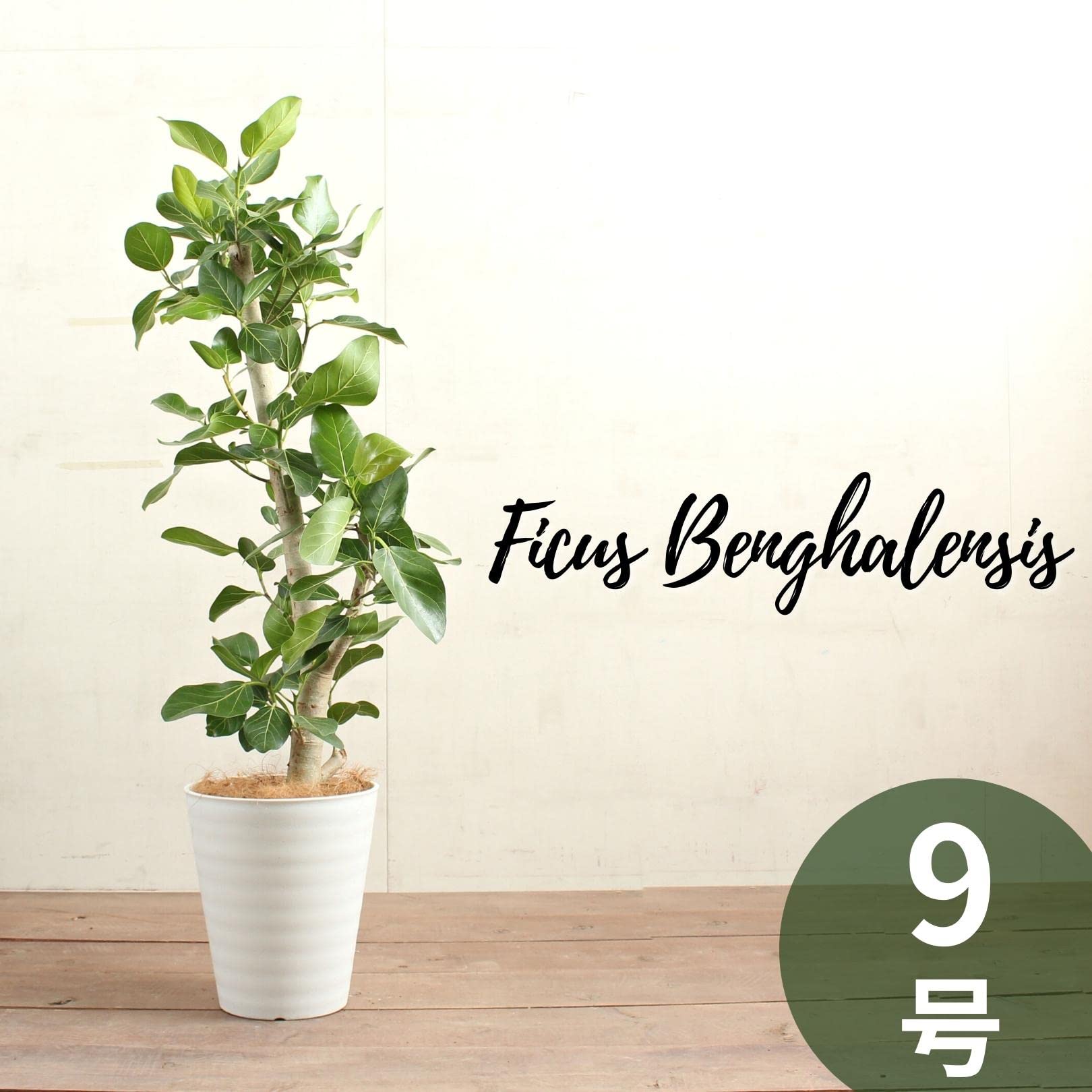 Amazon｜フィカスベンガレンシス 9号 朴 受け皿付 【観葉植物 本物
