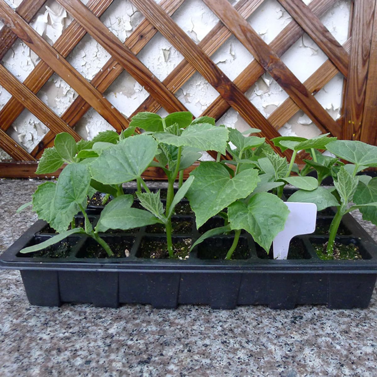 Abaodam 5 Ensembles Set de Plateaux de Germination de Plantes Cellules Pots de Détachables Bac de Semis Couvercles Transparents Verte pour Culture Hydroponique Noir