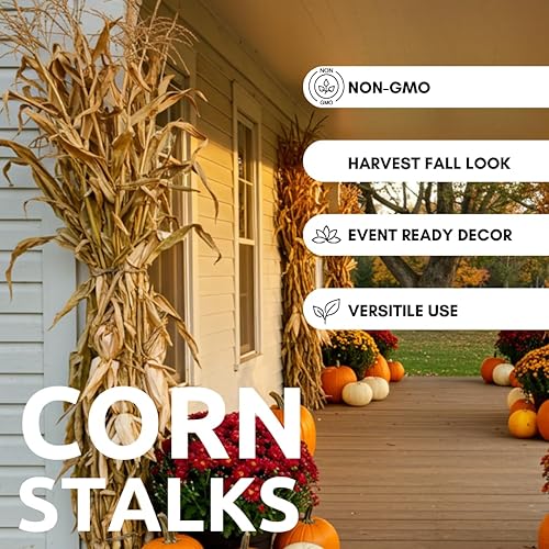 Miniatura 9 de Paquete de tallos de maíz seco para decoración o exhibición, 5 pies de alto, Shucks de maíz con orejas adheridas, sin California (12 tallos)