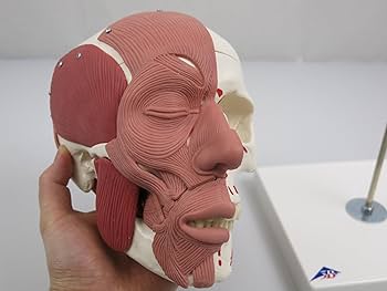表情筋のつきかたが分かる頭蓋骨模型-3B scientific Amazon.co.jp: 筋のつきかたが分かる頭蓋骨模型，咀嚼筋と一部の