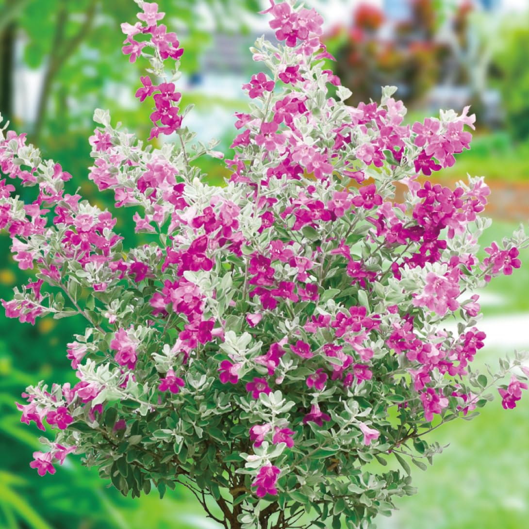 レウコフィルム　グリーンリーフ　/畑2 レウコフィルム グリーンリーフ /畑2