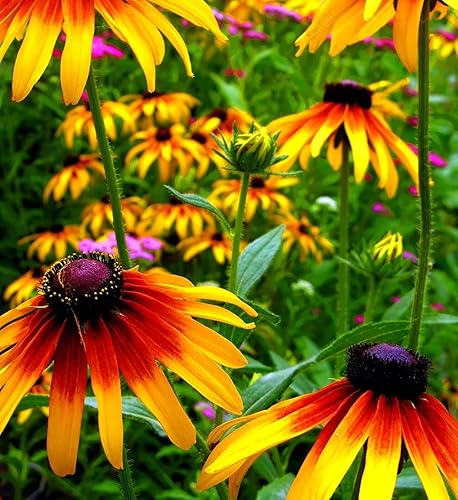 Miniatura 2 de 0.18 oz Mixto de Ojos Negros Susan (Thunbergia Alata) Semillas Flores Decoración Jardín