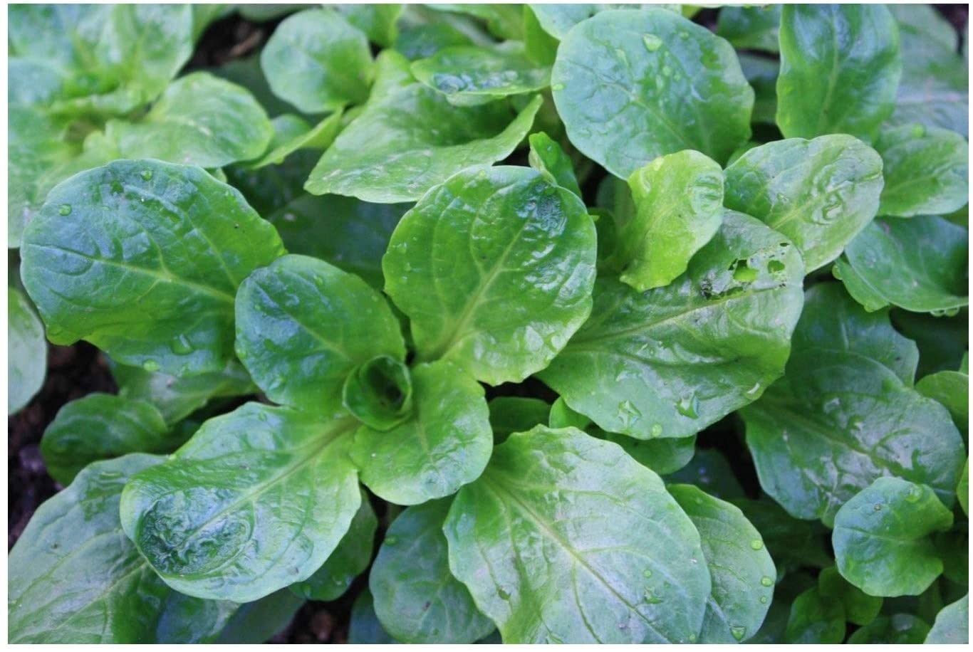 VibeX Corn Salad - Lambs Lettuce - Mache Seeds-500 Seeds (B0B9Y49BRQ) Amazon Price History, Amazon Price Tracker
