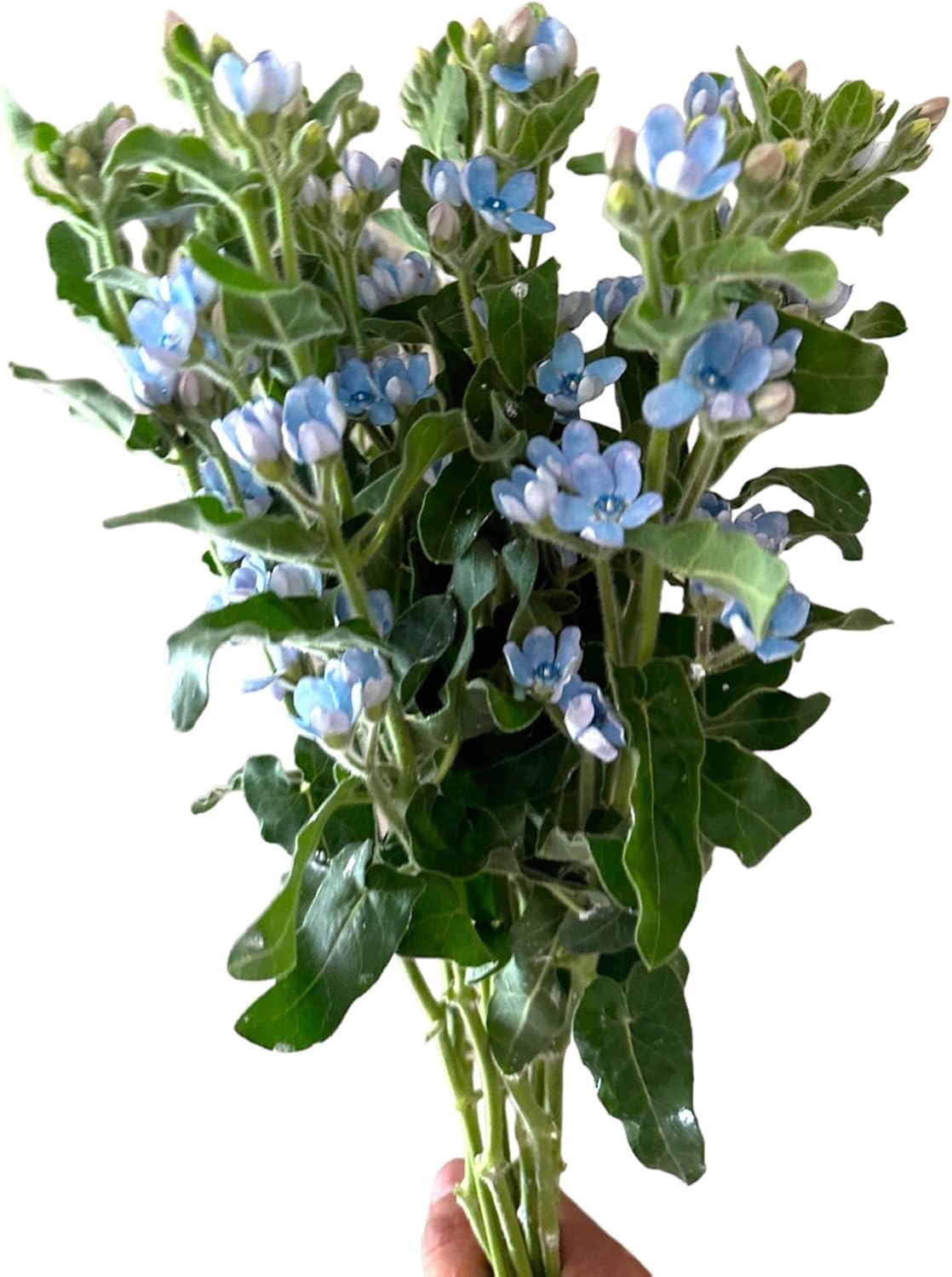 10 Stem Blue Tweedia Japan Fresh Cut Flowers DIY Flower Arrangement Wedding Anniversary Love Gift