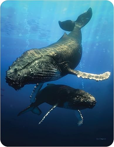 Miniatura 3 de Imán - Pandas rojos de Deluxebase. Imán lenticular 3D de animales salvajes. Decoración magnética para niños y adultos con obras de arte con licencia